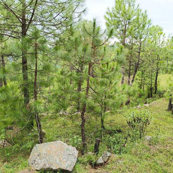 600 Sq. Yards Residential Plot for Sale in Kausani, Almora