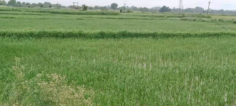 25 Acre Commercial Lands /Inst. Land for Sale in Greater Noida