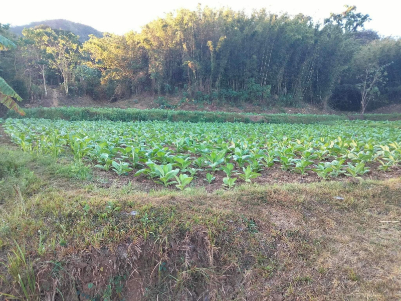 7 Acre Agricultural/Farm Land for Sale in Faridabad