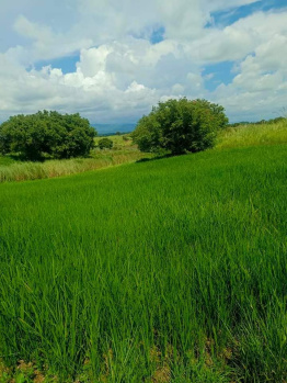 Property for sale in Jewar, Gautam Buddha Nagar