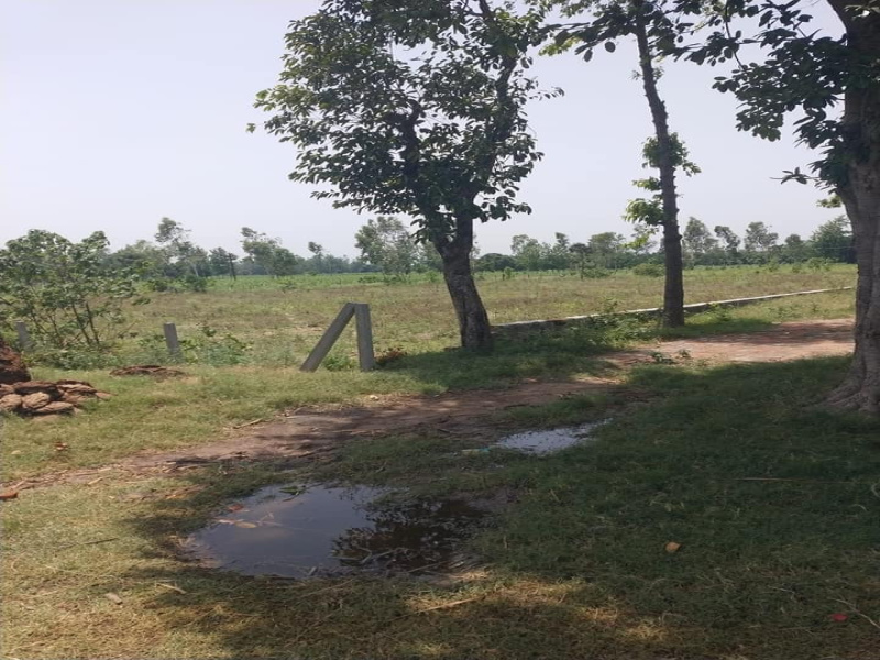 5 Acre Agricultural/Farm Land for Sale in Badli, Jhajjar