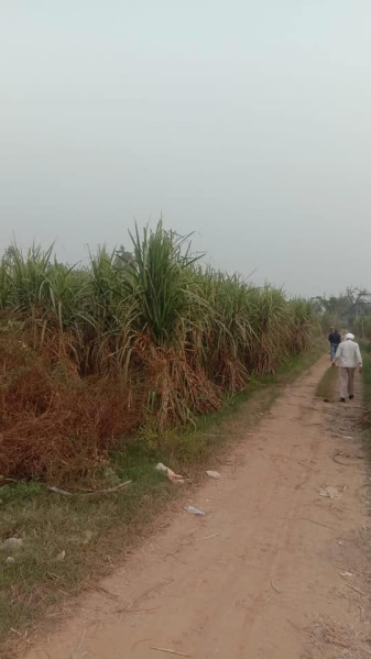 5 Acre Agricultural/Farm Land for Sale in Badli, Jhajjar