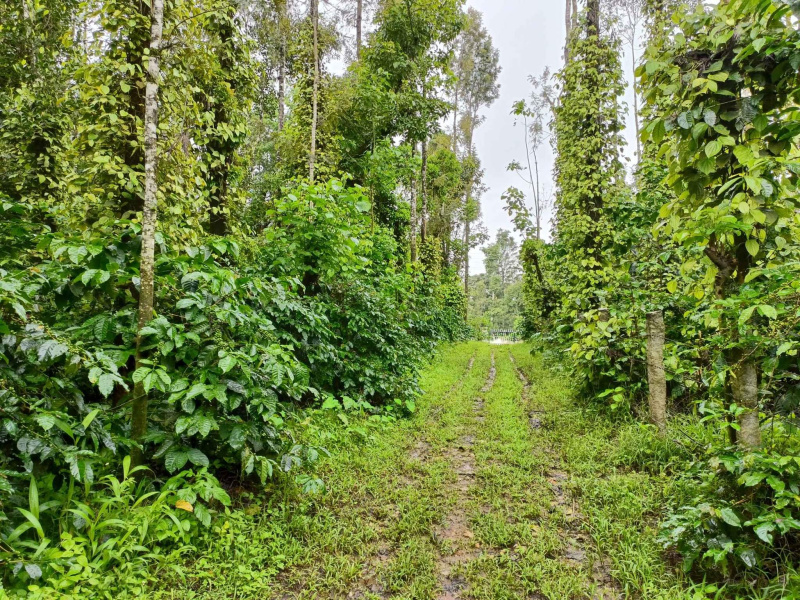 3 Hectares Agricultural/Farm Land for Sale in Valpoi, Goa