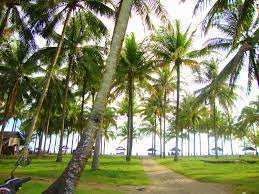 Coconut garden for sale