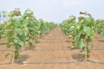 Agricultural/Farm Land for Sale in Butibori, Nagpur (11200 Sq.ft.)