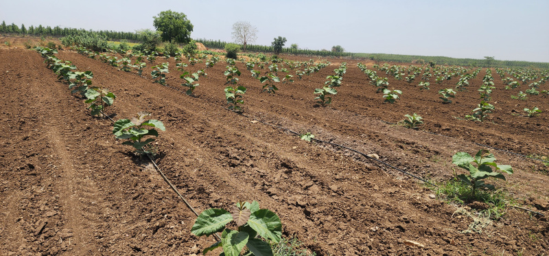 Agricultural/Farm Land For Sale In Butibori, Nagpur (11500 Sq.ft.)