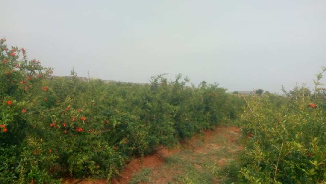 4.5 ACERS FARM LAND FOR SALE @ PEAPULLY,KUNOOL DIST.AP.