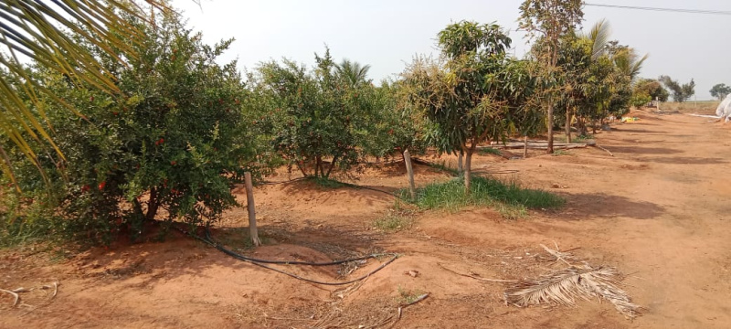 79 Acre Agricultural/Farm Land for Sale in Makthal, Mahbubnagar