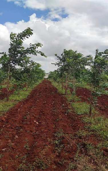 Agricultural/Farm Land for Sale in Kanigiri, Prakasam