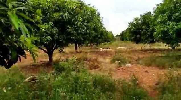 4 Acre Agricultural/Farm Land for Sale in Dhone, Kurnool