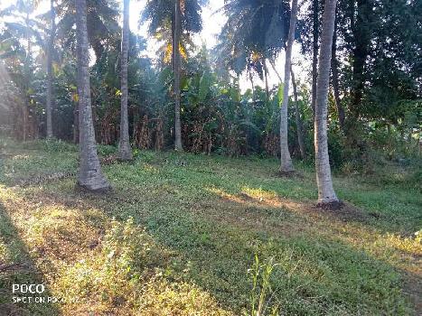 2.8 Acre Agricultural/Farm Land for Sale in Kothapeta, East Godavari