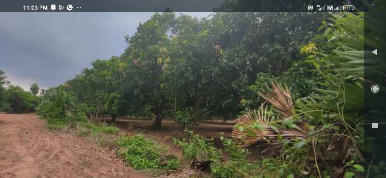 8 Acre Agricultural/Farm Land for Sale in Jaggampeta, East Godavari