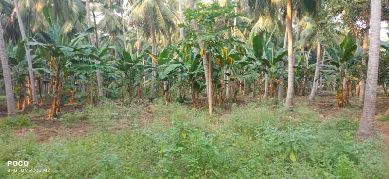 15 Acre Agricultural/Farm Land for Sale in Aalamuru, East Godavari