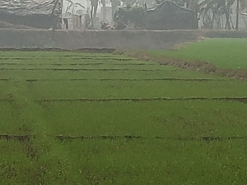 1522 Sq.ft. Residential Plot for Sale in Sonughat, Deoria
