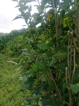 Property for sale in Mawpat, East Khasi Hills