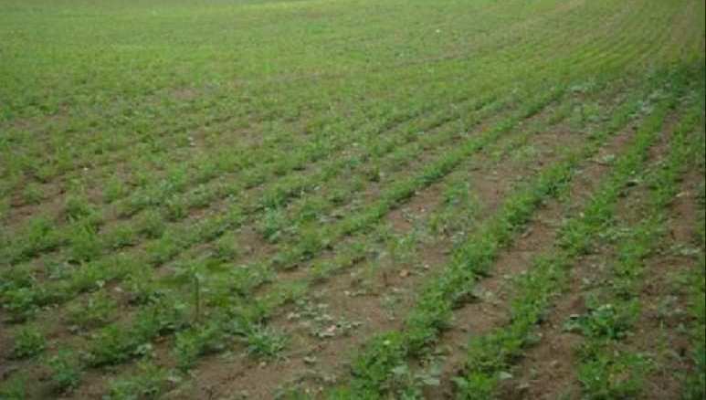 17500000 Sq.ft. Agricultural/Farm Land for Sale in Tarapur, Anand