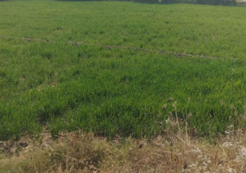 Agricultural/Farm Land for Sale in Tarapur, Anand (6 Bigha)