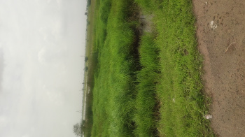 Commercial Lands /Inst. Land for Sale in Tarsali, Vadodara (65000 Sq.ft.)