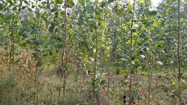 13.5 Bigha Agriculture farm land for sale near biharigarh