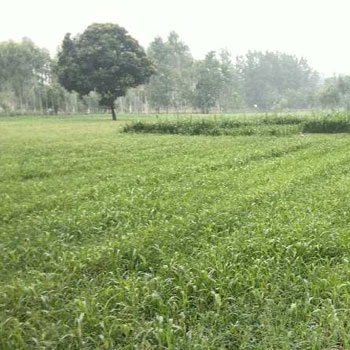 53 Bigha Agriculture farm land for sale in Uttar Pradesh Near Chhutmalpur