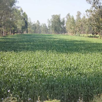 10 Bigha Agriculture farm land for sale Near biharigarh
