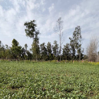 6 Bigha Agriculture farm land for sale Near biharigarh
