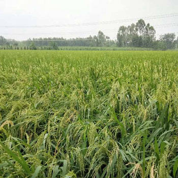 10 Bigha Agriculture farm land for sale Near biharigarh,Dehradun,Uttarakhand