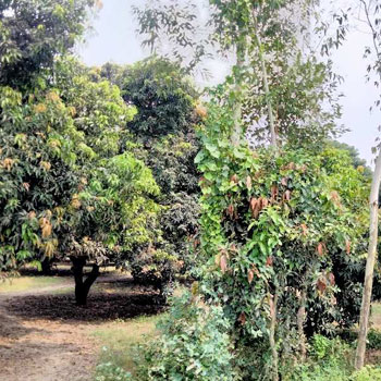 28 Bigha Mango Orchard for sale Near Chhutmalpur Biharigarh Dehradun