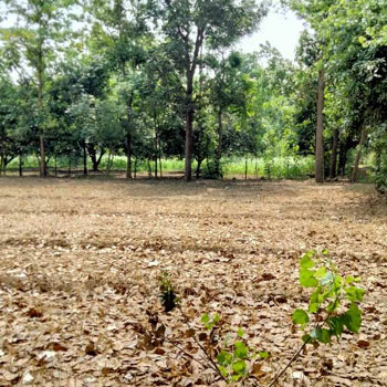 2 Bigha Agriculture farm land for sale Near biharigarh Saharanpur Dehradun
