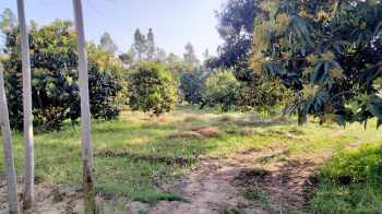 10 Bigha Mango Orchard near biharigarh