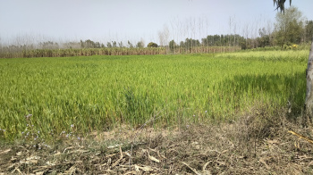 7 Bigha Agriculture land for sale Near biharigarh