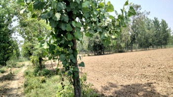 5 Bigha Agriculture land for sale Near Biharigarh