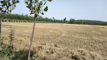 80 Bigha Agriculture farm land for sale Near Biharigarh saharanpur
