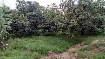 22 Bigha Mango Orchard farm land for sale Near Chhutmalpur saharanpur