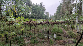 6 Bigha Agriculture farm land for sale Near Chhutmalpur Biharigarh Dehradun