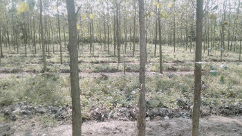 10 Bigha Agriculture farm land for sale Near Chhutmalpur Biharigarh saharanpur