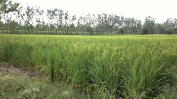 10 Bigha Agriculture farm land for sale Near Biharigarh Dehradun Uttarakhand