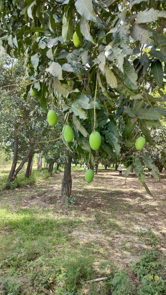 11.5 Bigha Mango orchard farm land for sale Near Chhutmalpur Biharigarh