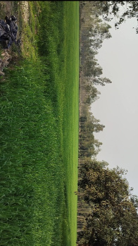 20 Bigha Agriculture farm land for sale Near Chhutmalpur Biharigarh