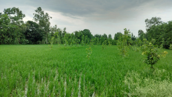 10 Bigha Agriculture farm land for sale Near mujaffarabad Chhutmalpur