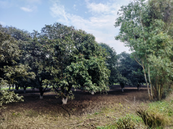 11.5 Bigha Agriculture farm land for sale Near Chhutmalpur Saharanpur