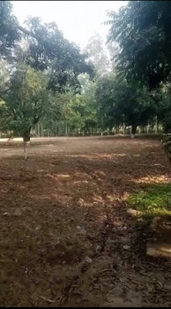 100 Bigha Mango orchard farm house land for sale Near Biharigarh