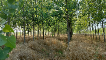 10 Bigha Agriculture farm house land for sale Near Biharigarh Dehradun