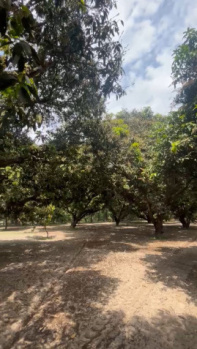 27 Bigha Mango Orchard farm land for sale Near Biharigarh Dehradun Uttarakhand