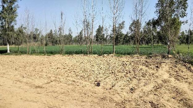 9 Bigha Agriculture Land For Sale Near Chhutmalpur.
