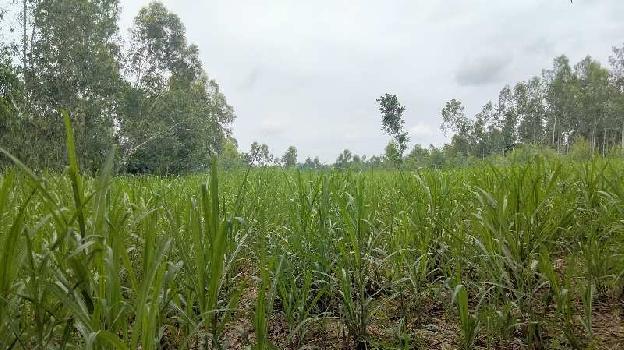 4 Bigha Agriculture Land For Sale Near Biharigarh.