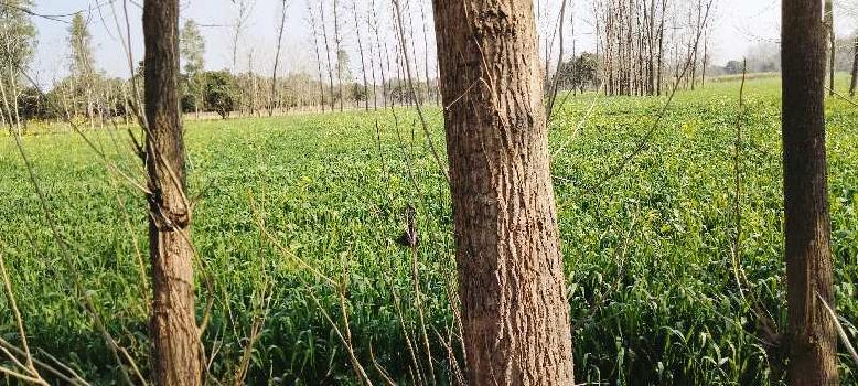 4 Bigha Agriculture farm land for sale in biharigarh
