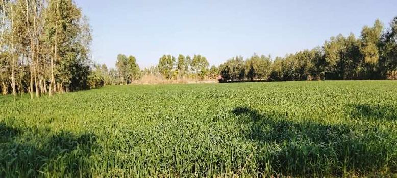 100 Bigha Agriculture Land For Sale Near Biharigarh,dehradun,uttrakhand