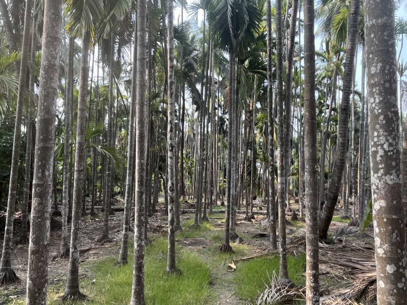 5 Guntha Agricultural/Farm Land For Sale In Alibag, Raigad