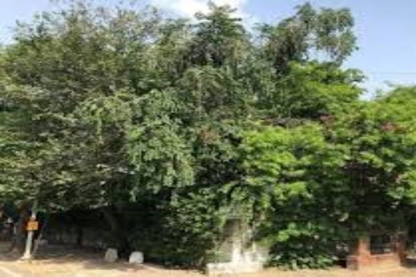 Commercial Lands /Inst. Land For Sale In Lajpat Nagar III, Lajpat Nagar, Delhi (800 Sq. Yards)